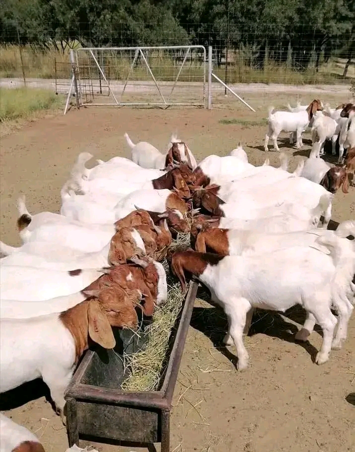 Large Boer goat herd feeding at trough