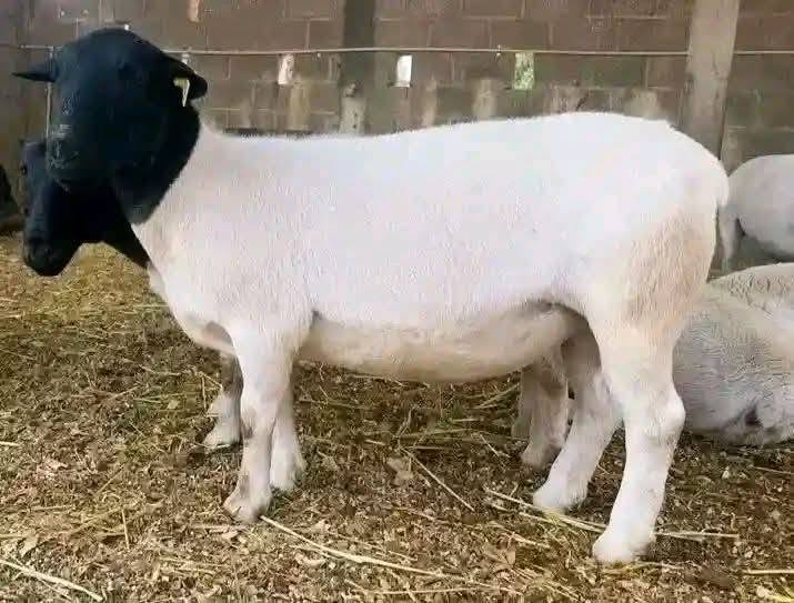 Mature Dorper ram side profile in pen