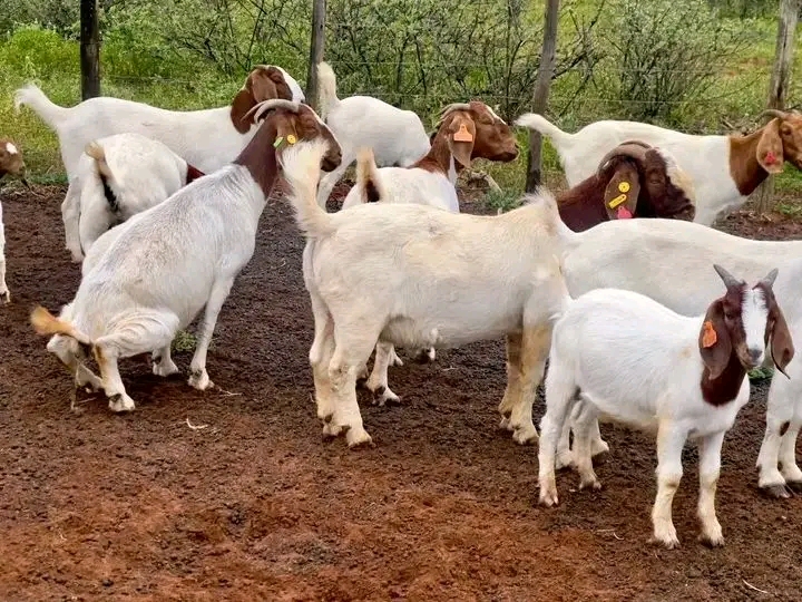 Boer goat breeding group with ear tags