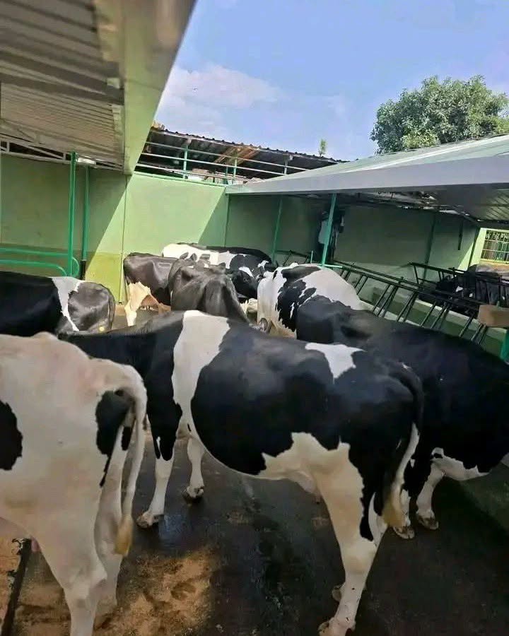 KALRO dairy cattle 1