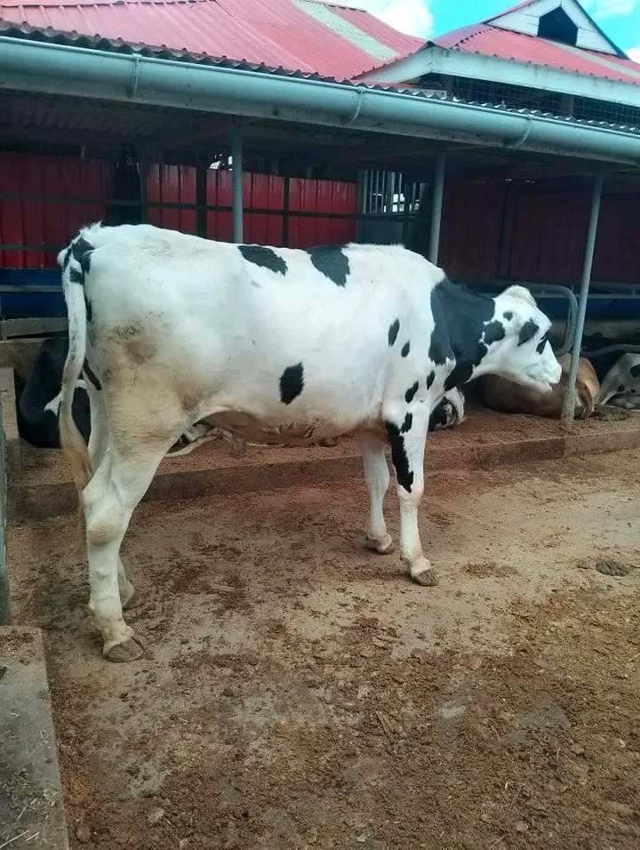 Friesian dairy cow side profile in shed