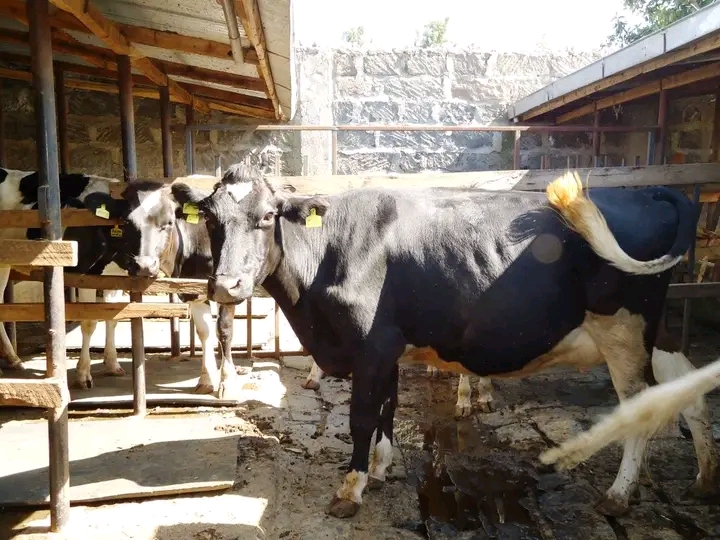 Black Friesian-cross lactating cow in stable