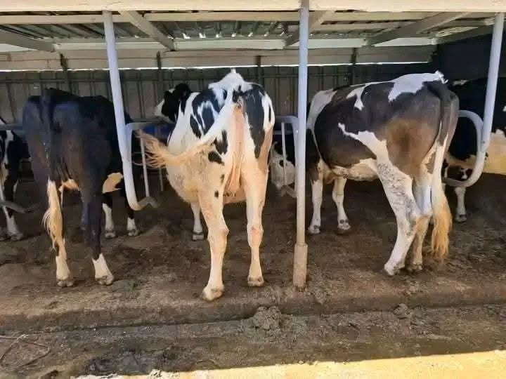 Calves (3–15 months)