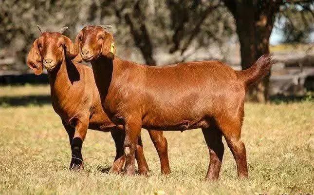 Pair of Kalahari Red meat goats