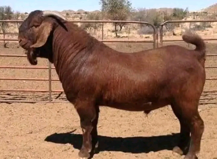 Mature Kalahari Red breeding buck