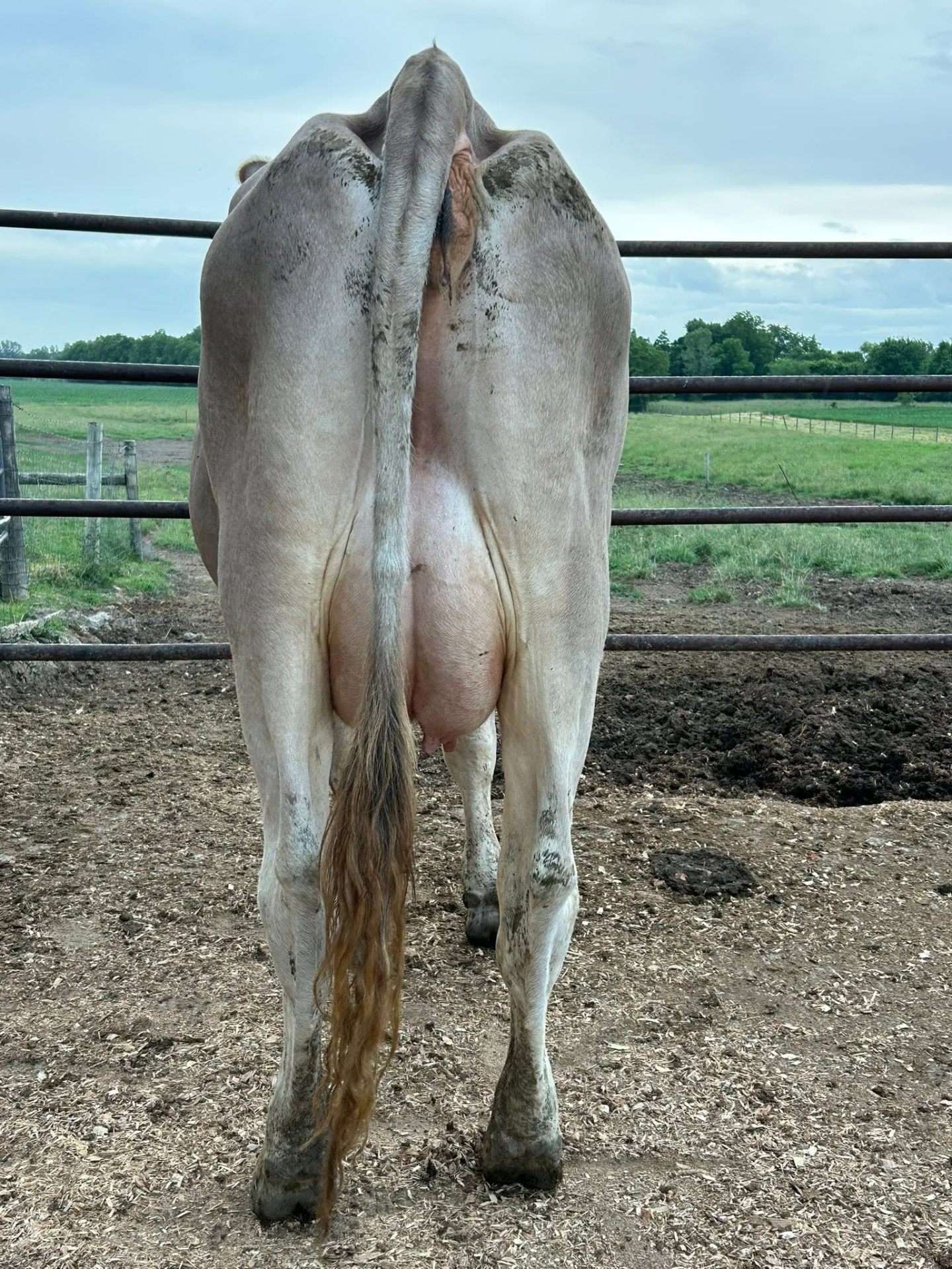 Sahiwal cow side profile in herd