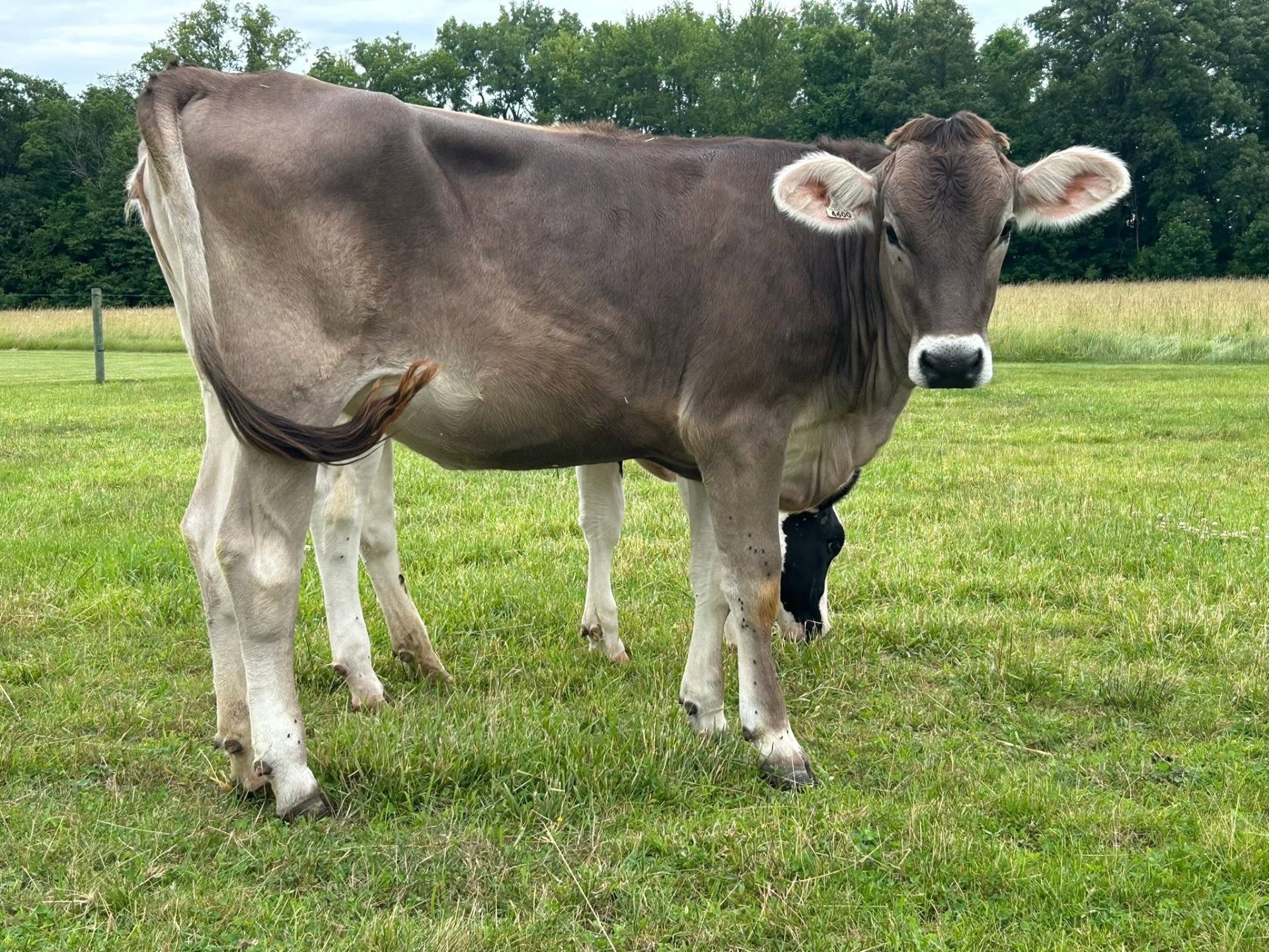 Sahiwal cattle in the field