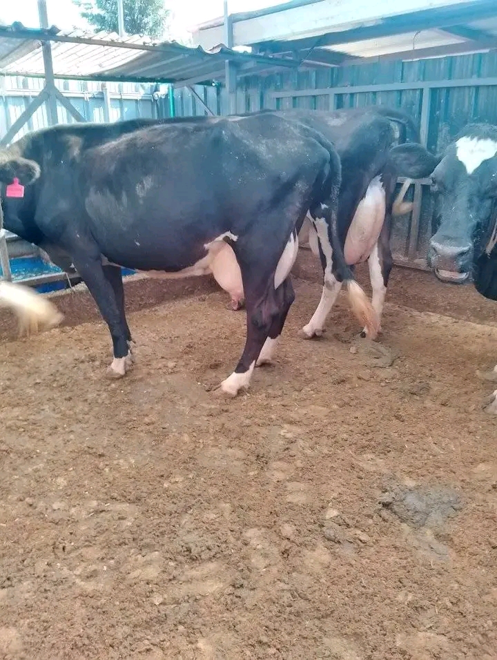 Pair of Friesian-cross lactating cows with full udders