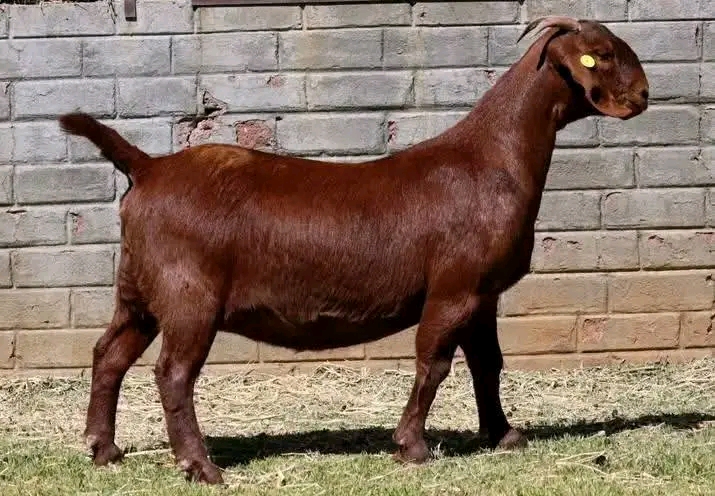 Pure Kalahari Red breeding doe
