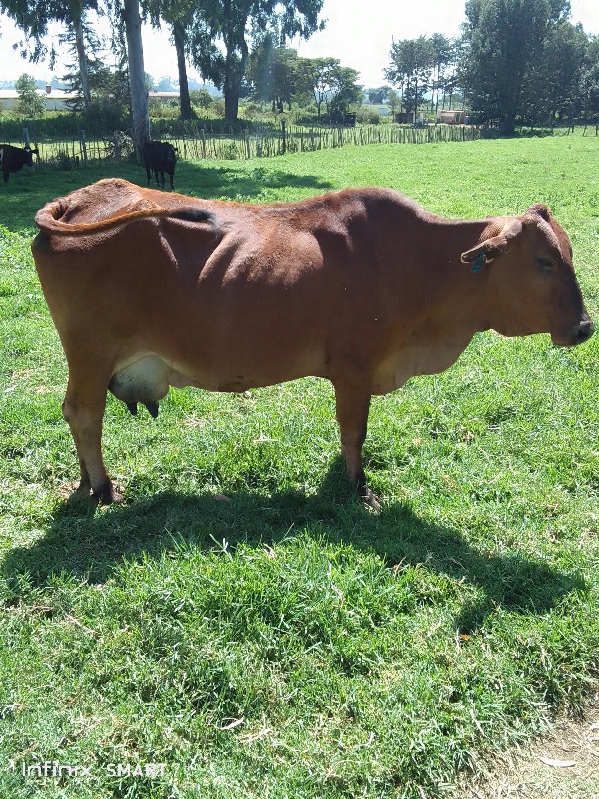 Sahiwal lactating cow on KALRO farm