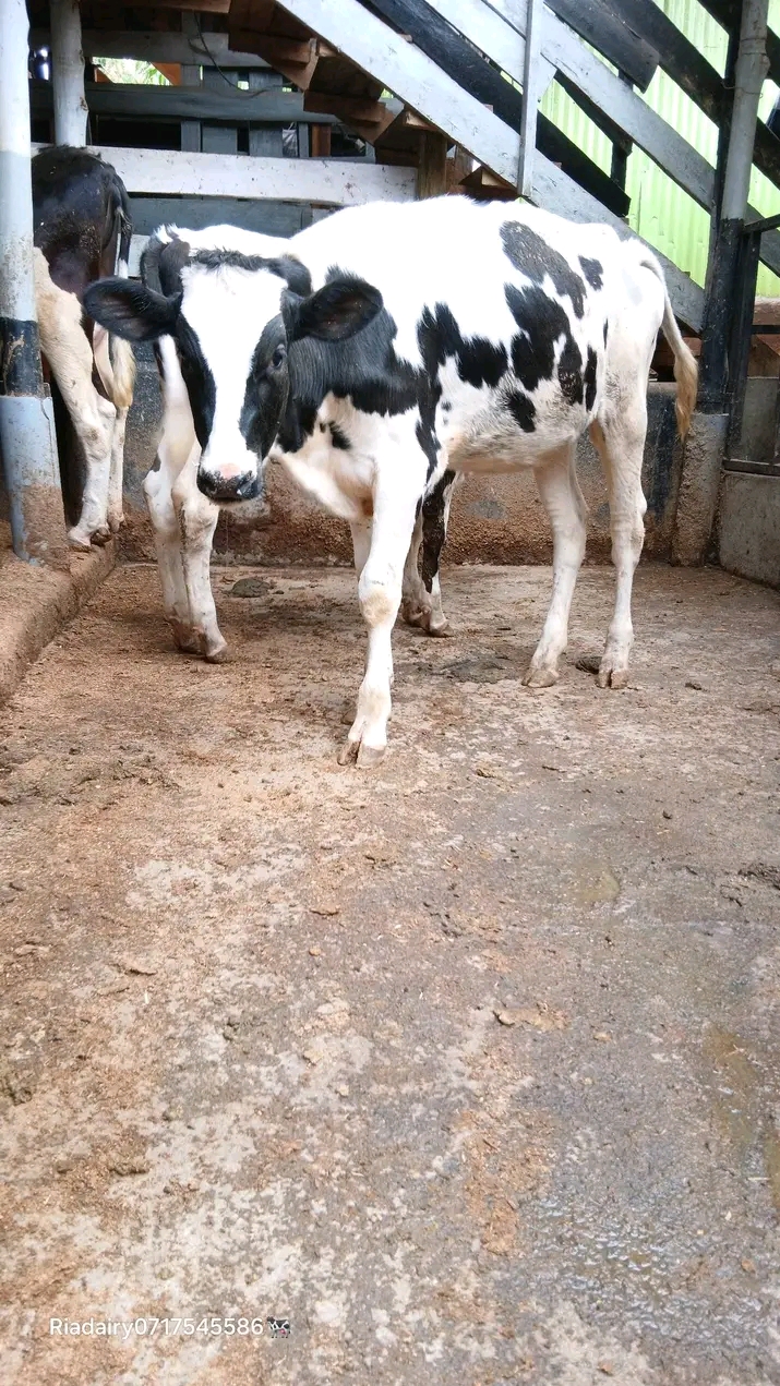 Friesian dairy calf front view