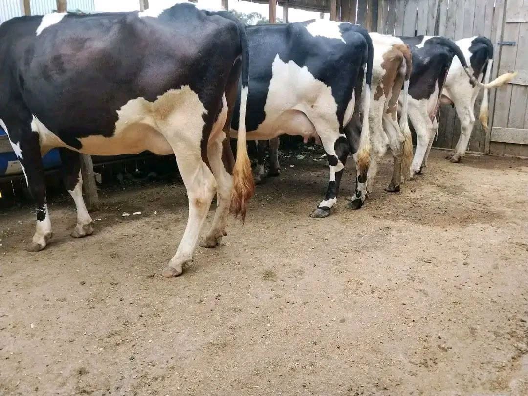 KALRO dairy cattle 4