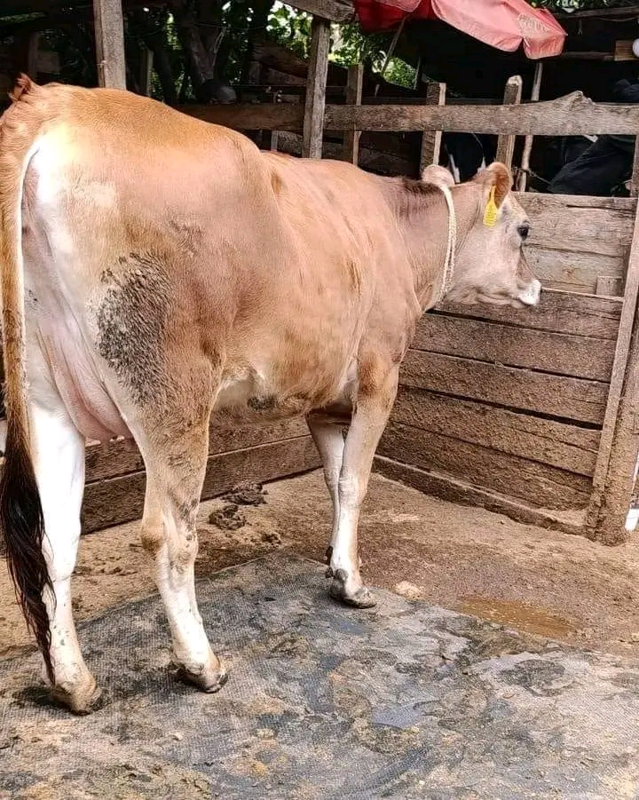 Tagged Jersey in-calf heifer showing developing udder