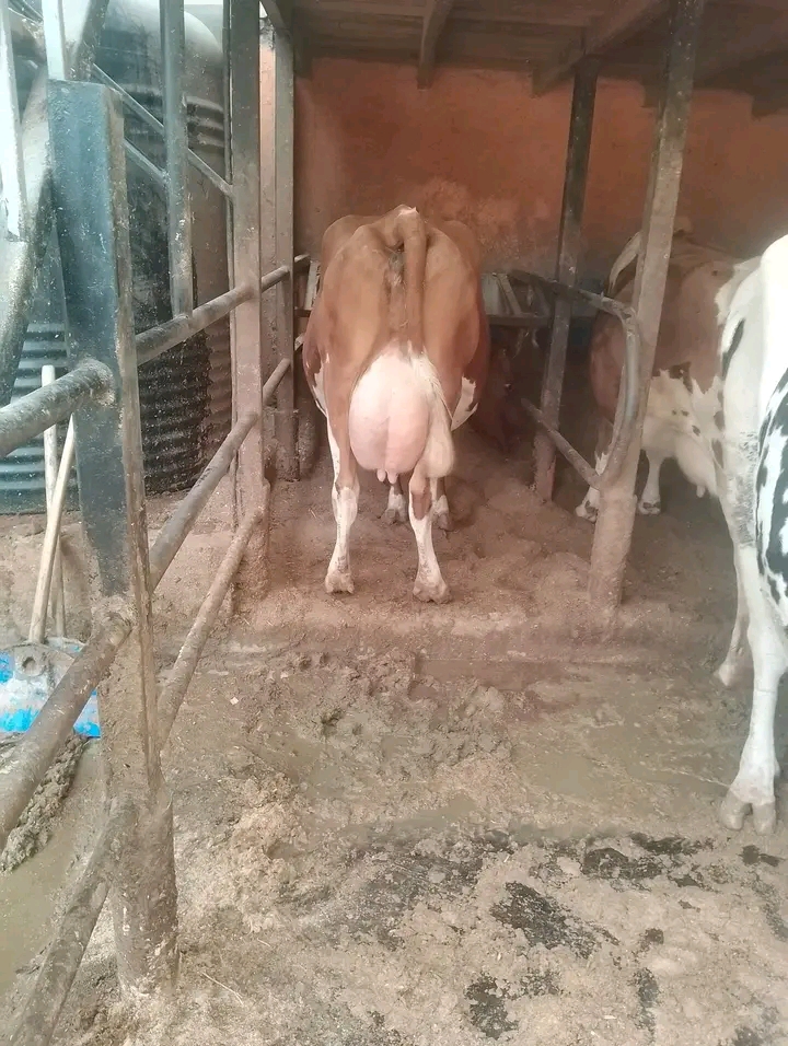 Ayrshire cow rear view with full udder in shed