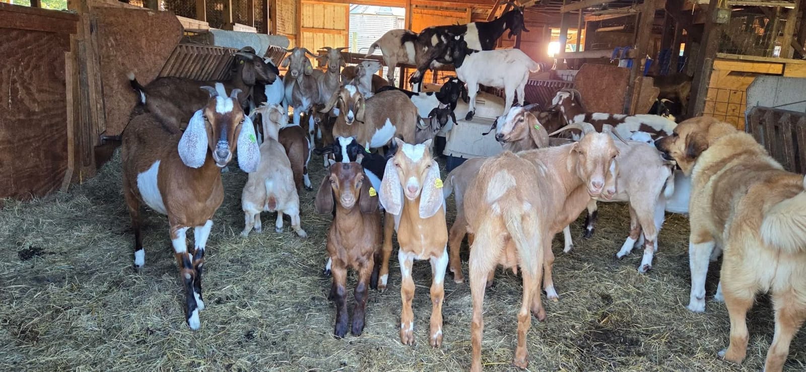 Mixed herd of Boer and Nubian goats in a barn