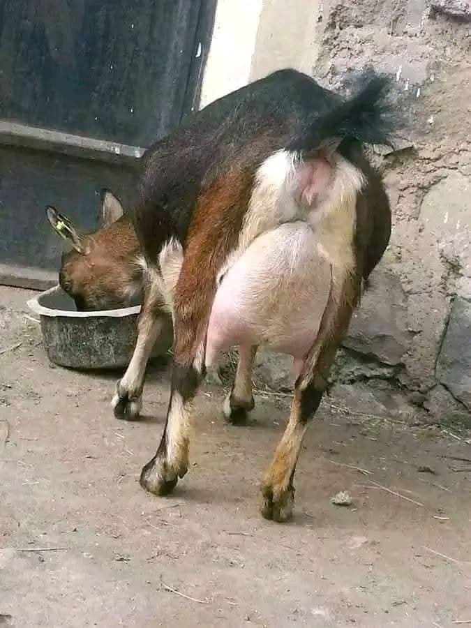 Indigenous crossbred dairy doe with full udder