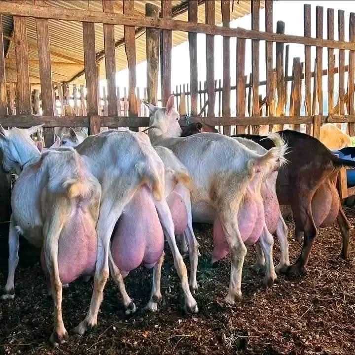 Saanen does with massive udders