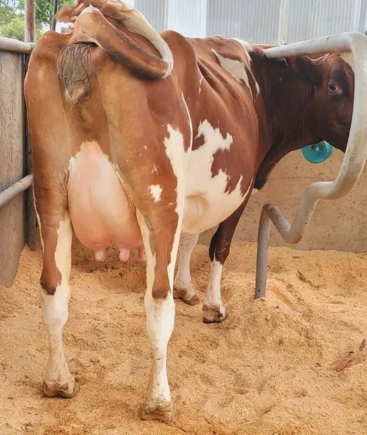 Ayrshire cow with prominent full udder