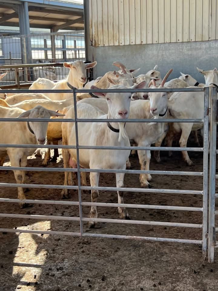 White Saanen dairy herd in pen