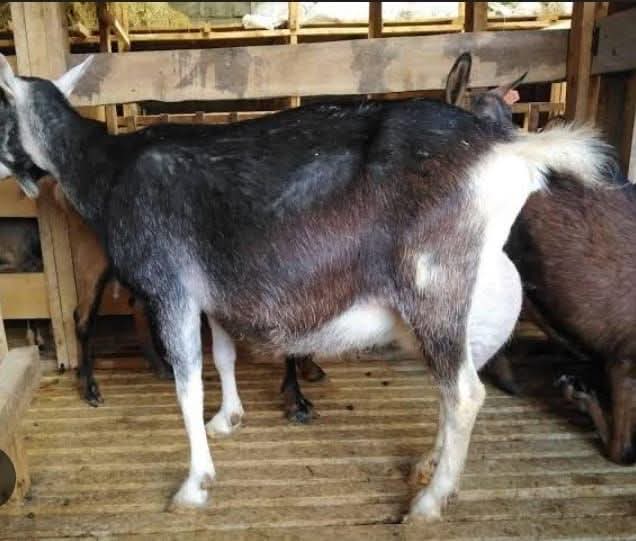 Toggenburg dairy doe side view