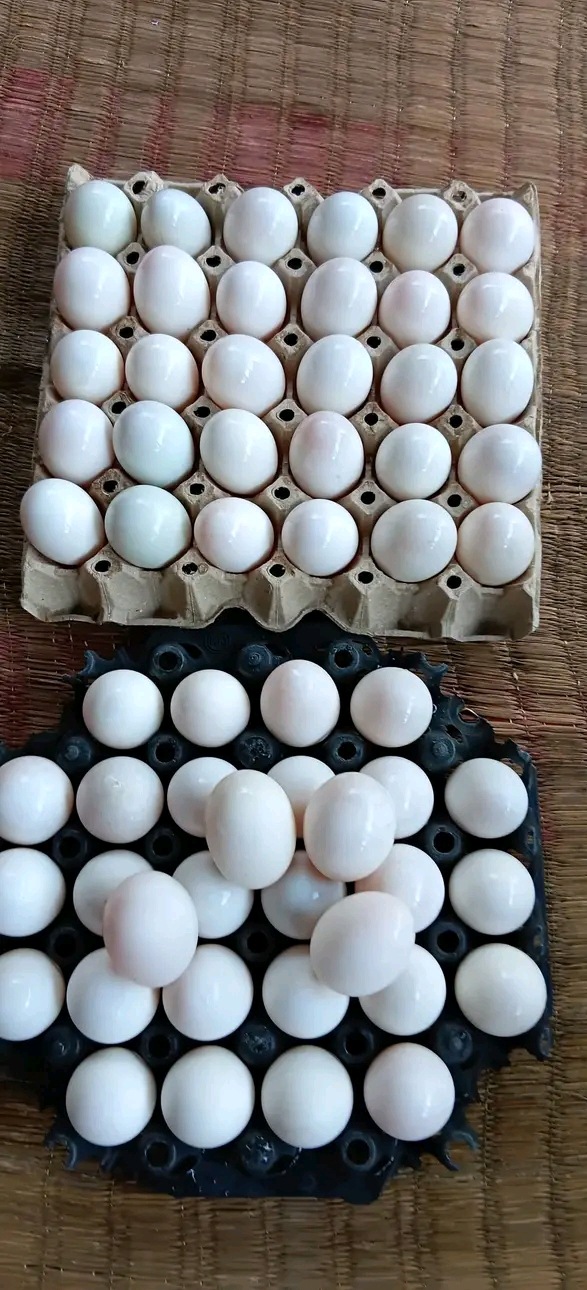 Full trays of fresh white duck eggs ready for dispatch