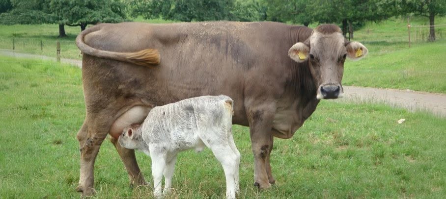 Sahiwal lactating cow with full udder