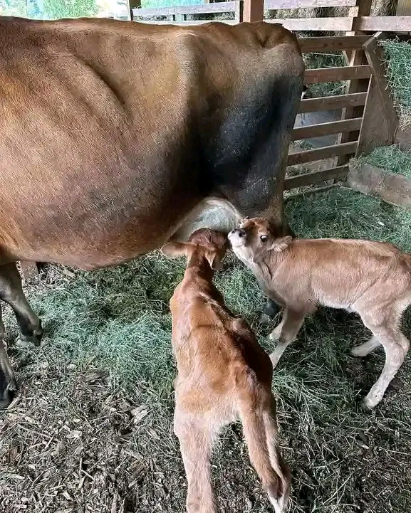 Jersey cow nursing her calf in the shed