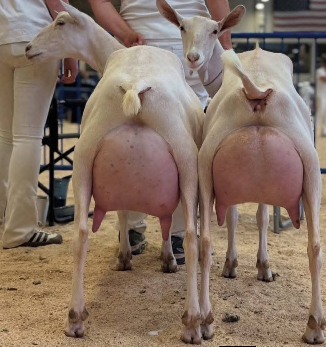 Pair of Saanen dairy does with full udders