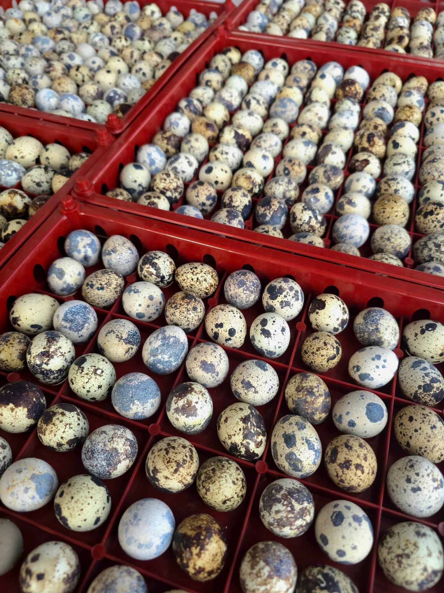 Multiple stacked trays of quail eggs ready for bulk dispatch