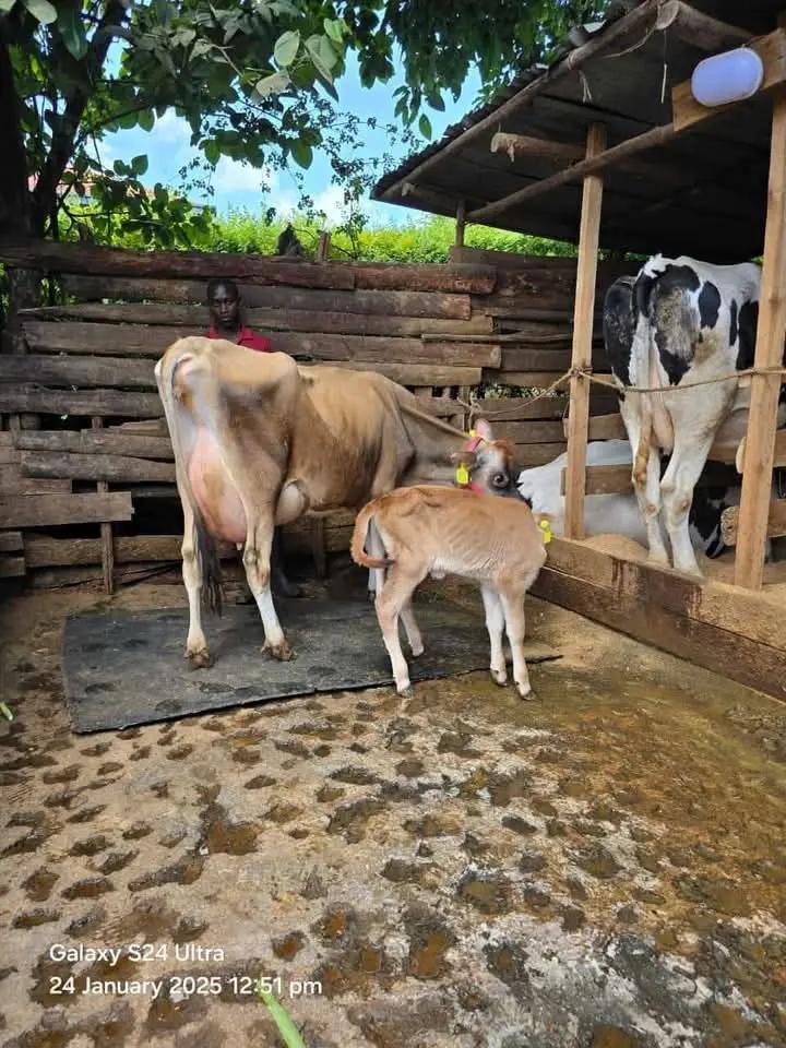 Jersey cow with calf
