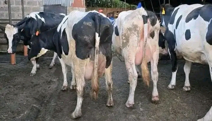 Friesian dairy herd rear view with udders