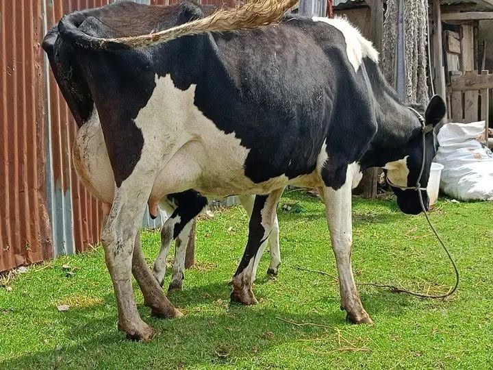 Black and white crossbreed dairy cow side profile