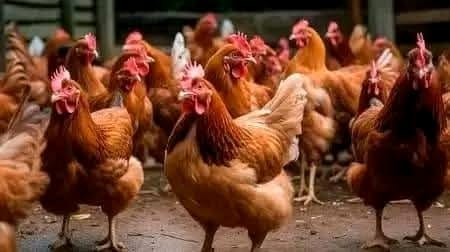 Flock of red-brown roosters and breeding cockerels