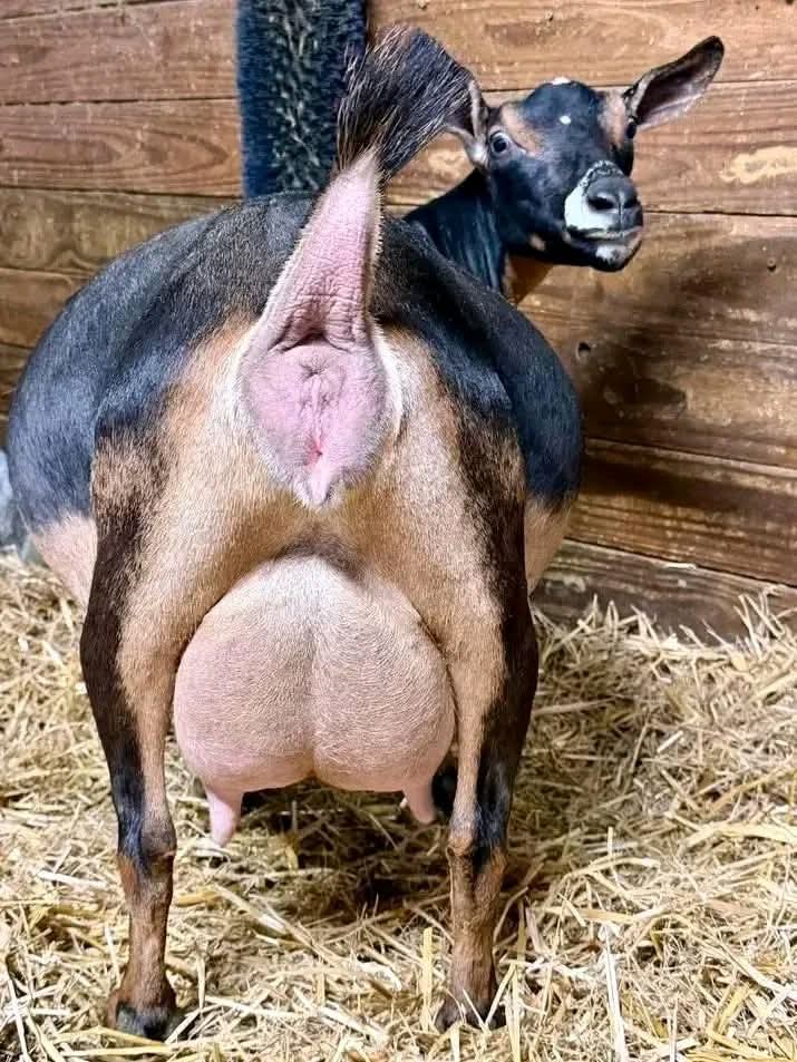 Alpine doe with massive show-quality udder