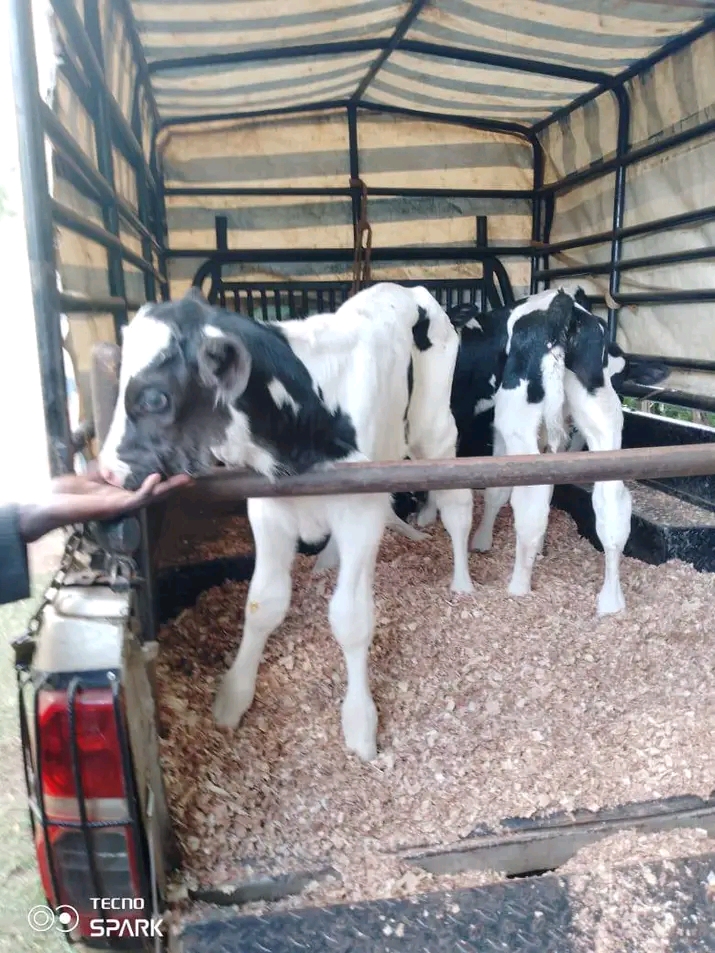 Friesian calves safely tethered inside covered livestock canopy