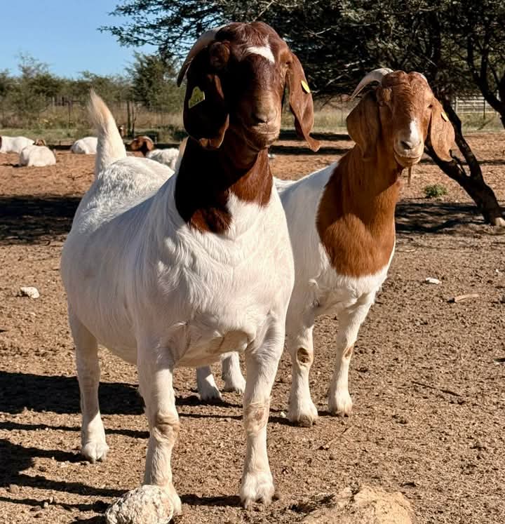 Pure Boer breeding pair on open field