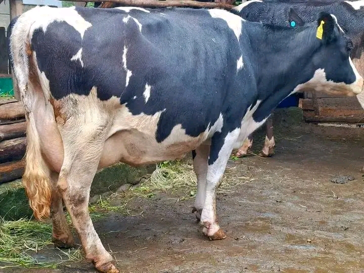 Friesian dairy cow side profile