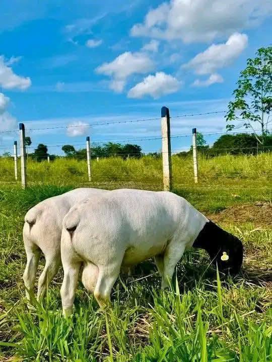 Dorper ewe with full udder grazing in green pasture