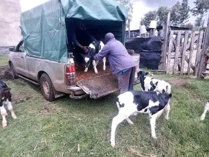 Calf being carefully loaded into delivery pickup