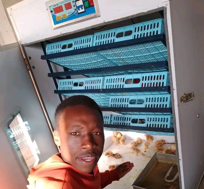 Incubator trays with freshly hatched kienyeji chicks