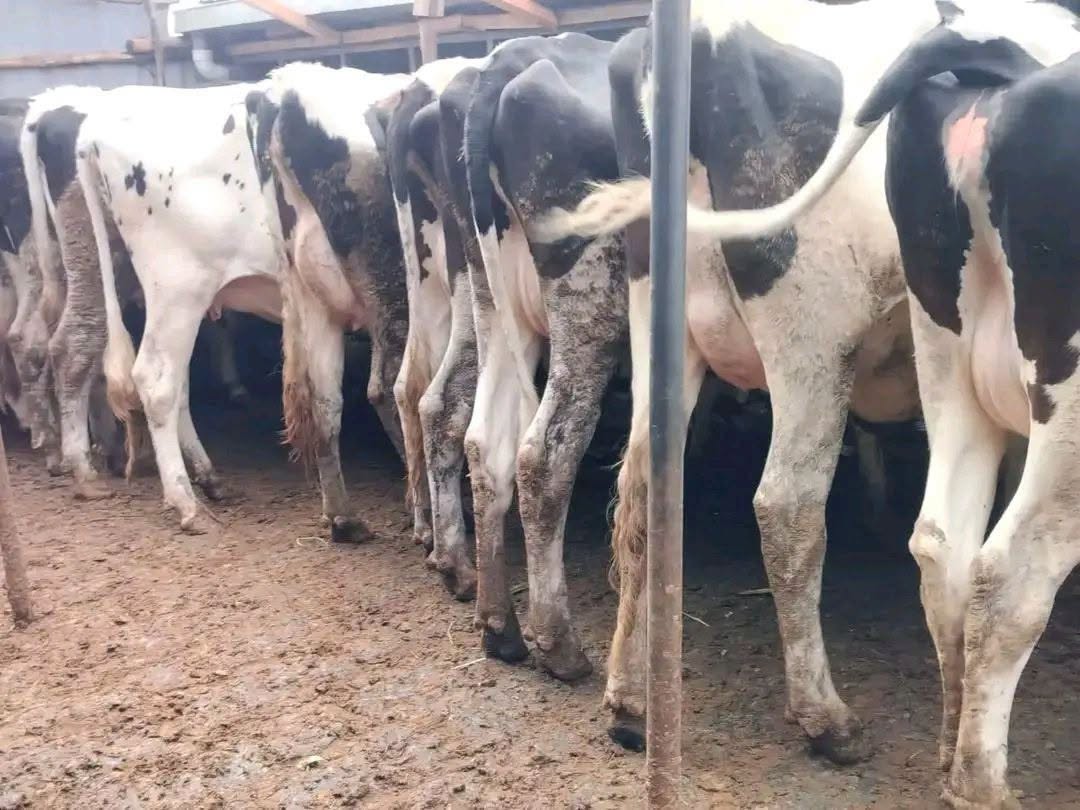 KALRO dairy cattle 5