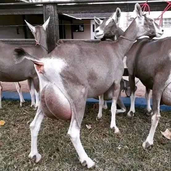 Trio of Toggenburg dairy does grazing