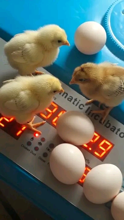 Healthy day-old chicks on top of an automatic incubator with fertilized eggs