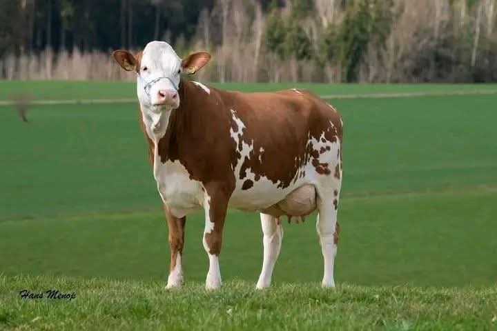 Fleckvieh red-pied dual-purpose cow on pasture