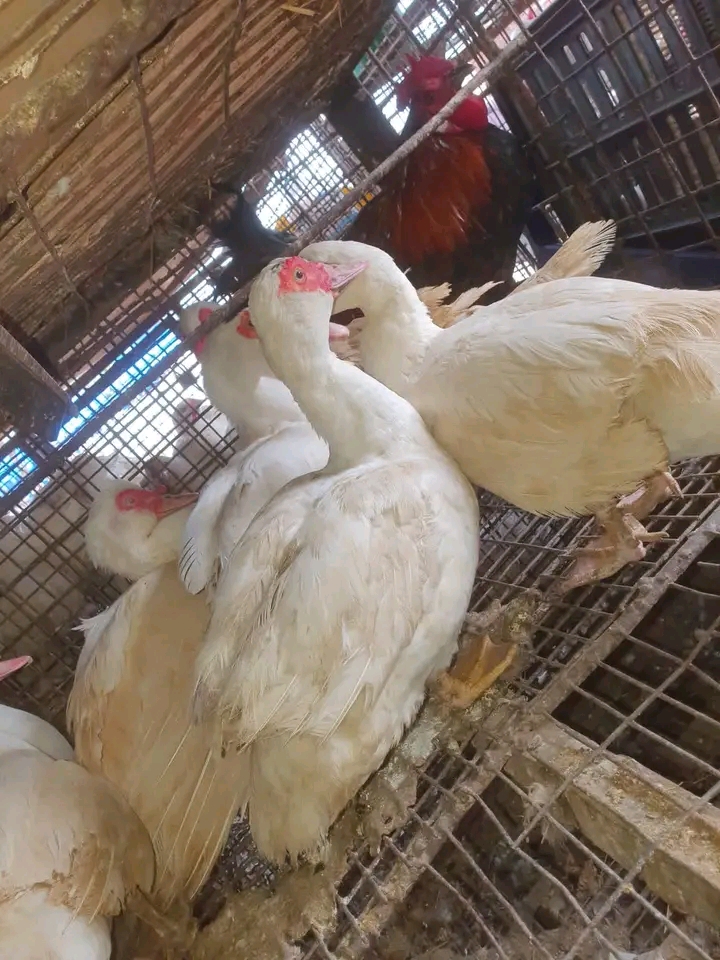 Mature Muscovy ducks with red facial caruncles
