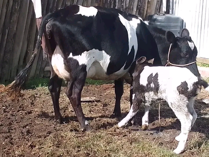 Friesian cow nursing her black and white calf outdoors
