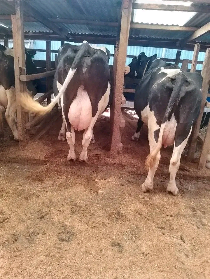 Pair of Friesian lactating cows with full udders