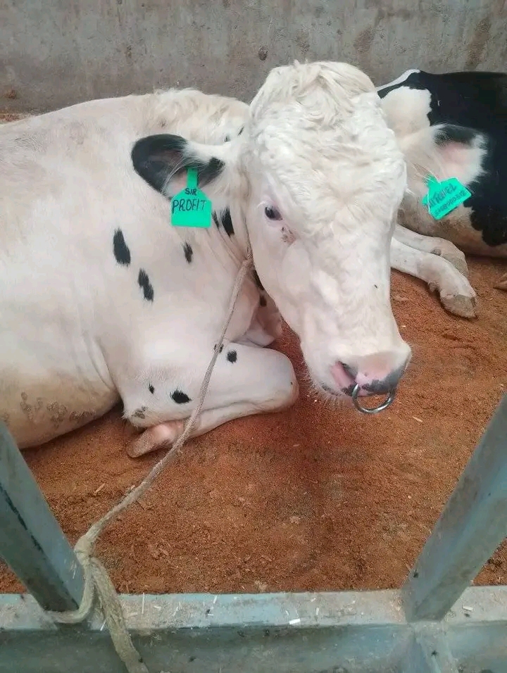 Tagged Friesian dairy cow resting