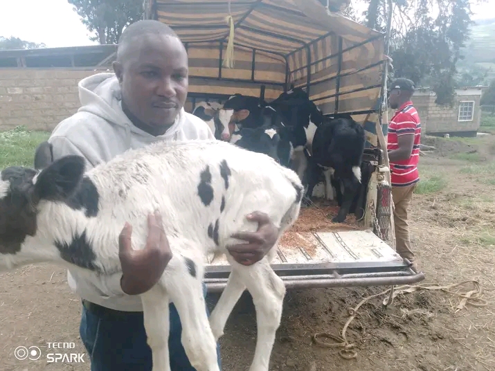 Healthy Friesian calf handed over to the customer