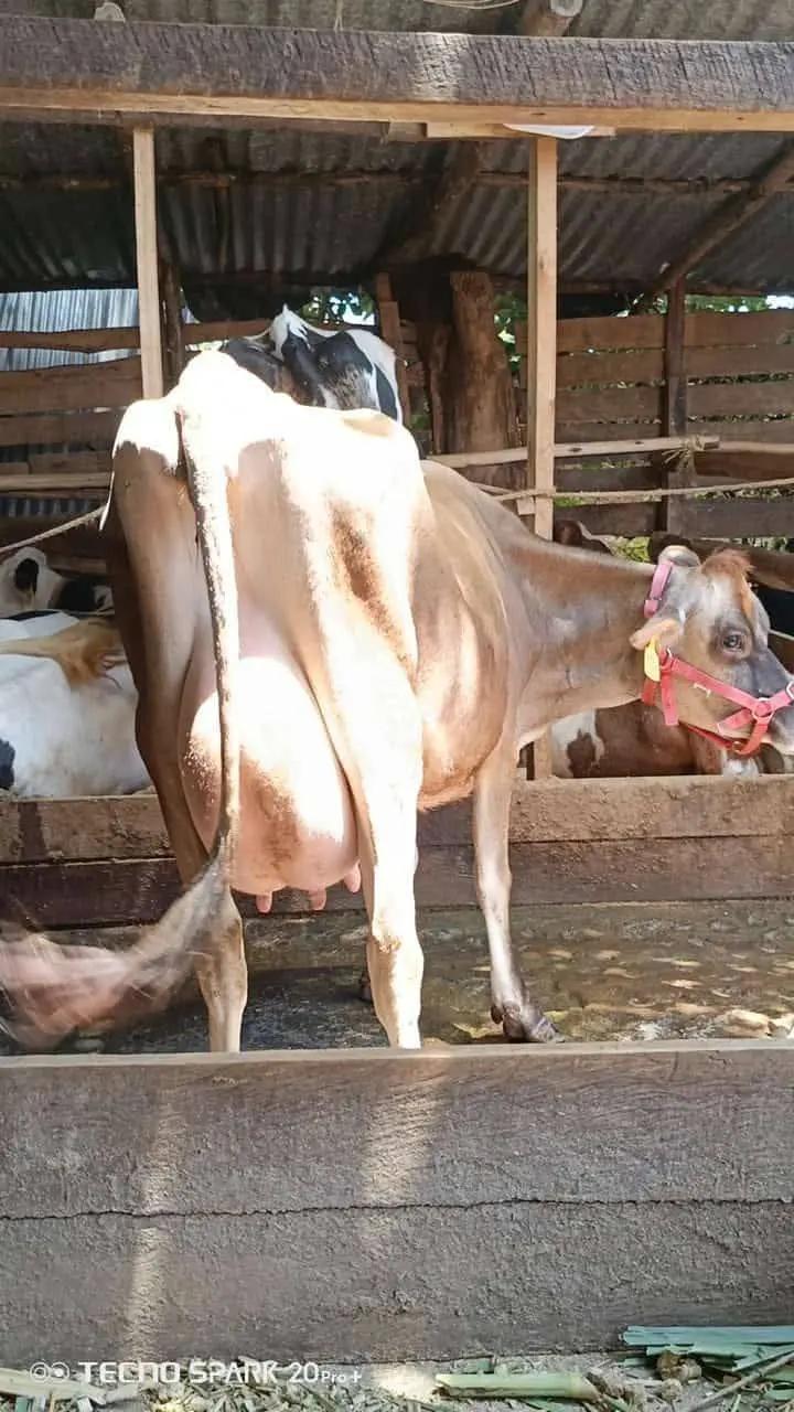 Jersey cow at milking shed